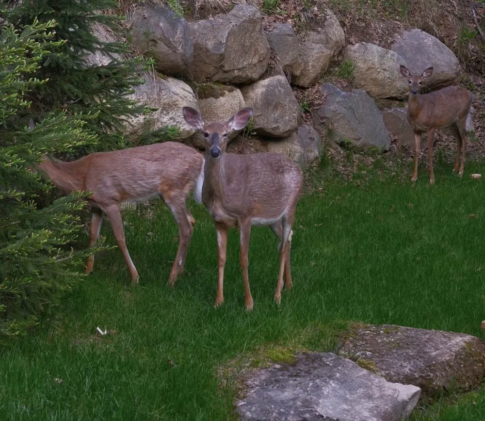 Three deer grazing on the grass by a stone wall in spring